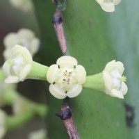 Euphorbia antiquorum L.